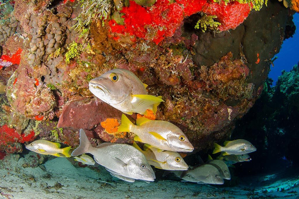Pro Dive Mexico - Cozumel