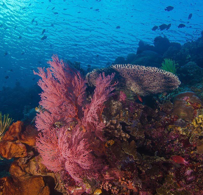 Bunaken Oasis PADI 5* Dive Center
