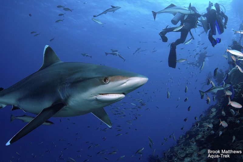 Aqua Trek Tauchbasis