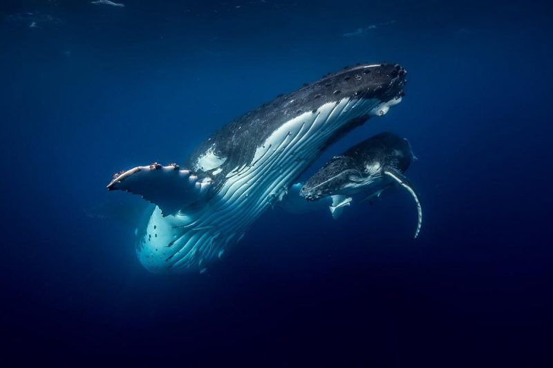 Tauchbasis Matafonua Lodge / Sandy Beach Resort