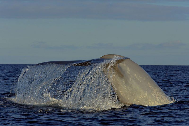 Delfin- und Walbeobachtung - Pico