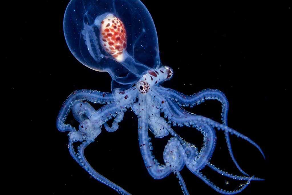 Buceo Anilao Dive Center