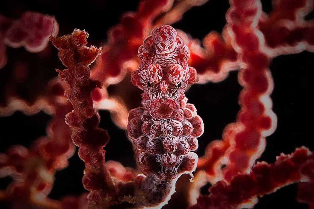 D'Lagoon Dive Centre