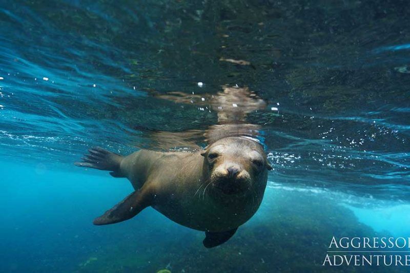 Galapagos Aggressor III