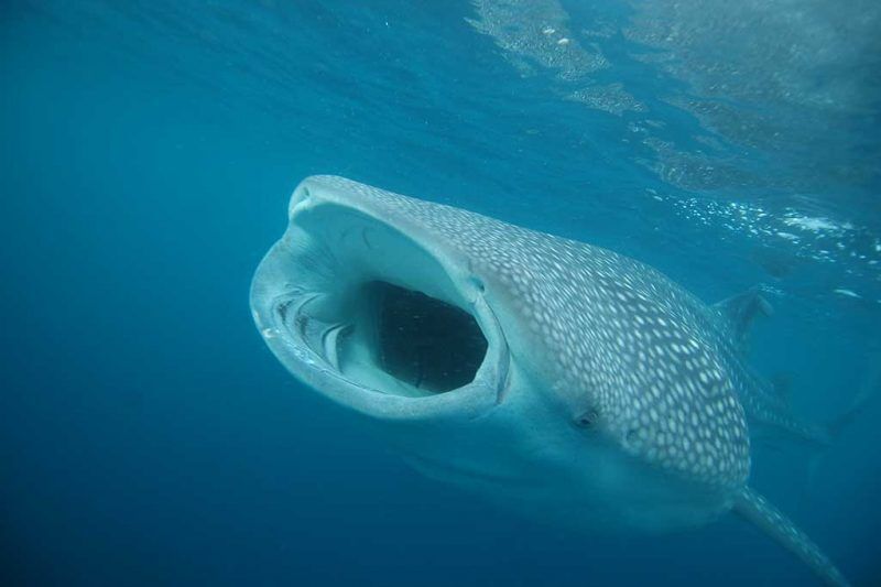 Pintuyan Dive Resort Tauchbasis