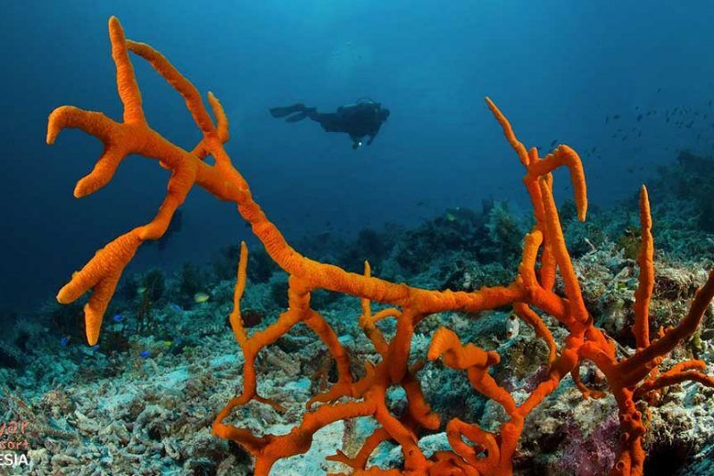 Selayar Dive Resort Tauchbasis