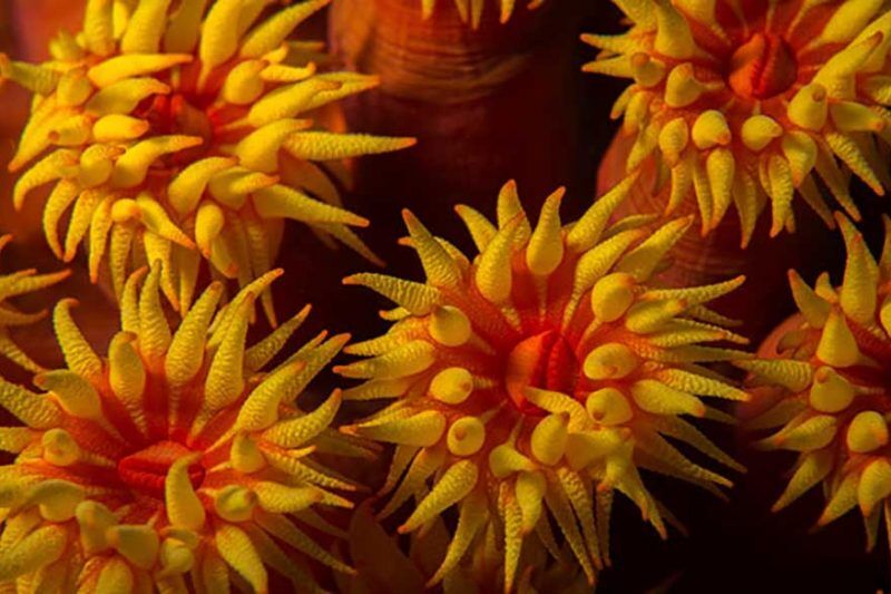 Siladen Resort Tauchbasis