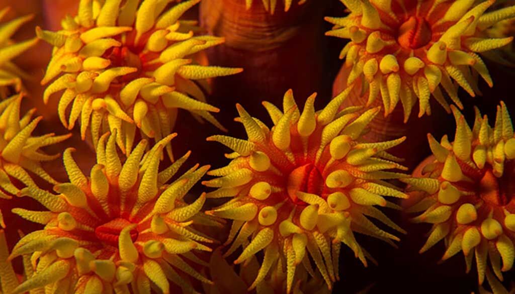 Siladen Resort Tauchbasis