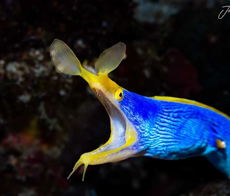 Solitude Acacia Dive Center