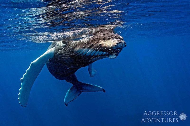 Silver Bank Abenteuer Buckelwale: Gruppenreise März 2027