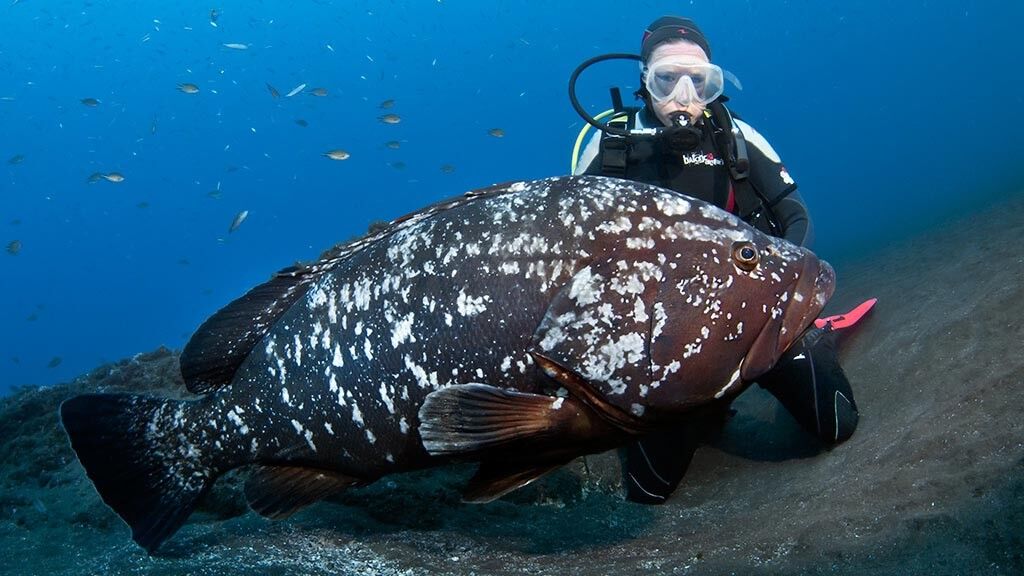 Manta Diving Madeira