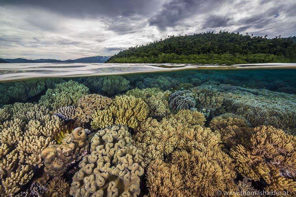 Gangga Divers - Raja Ampat