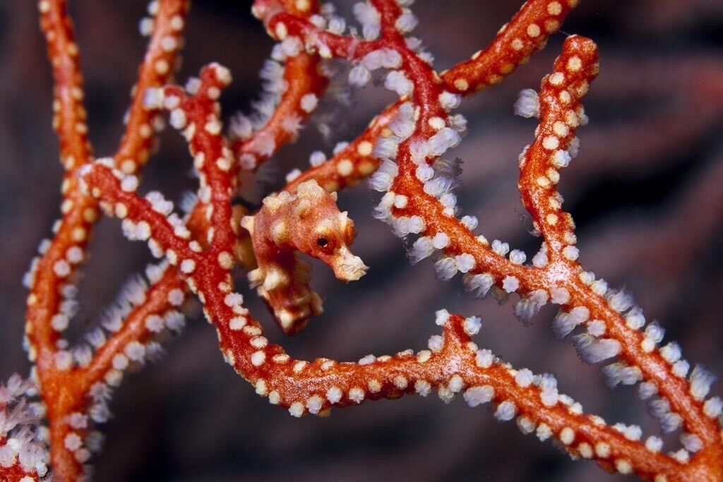 Misool Dive Centre