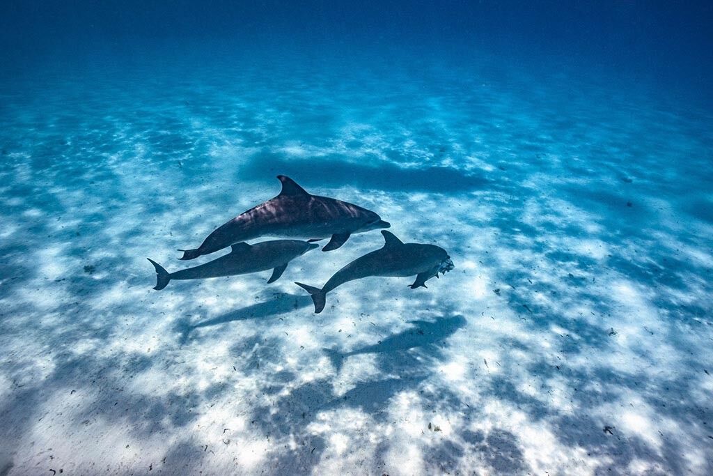 TGI Diving Zanzibar