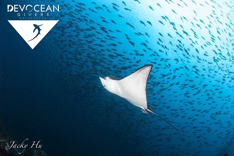 Devocean Divers