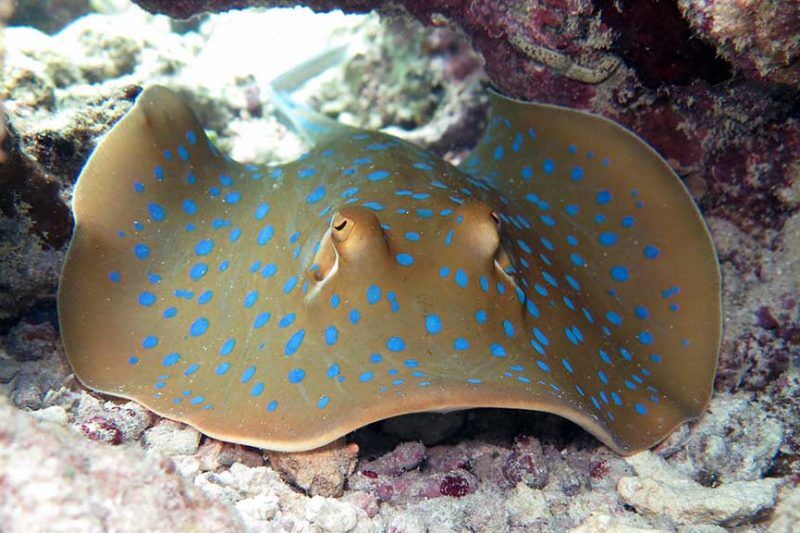 Diving Bira