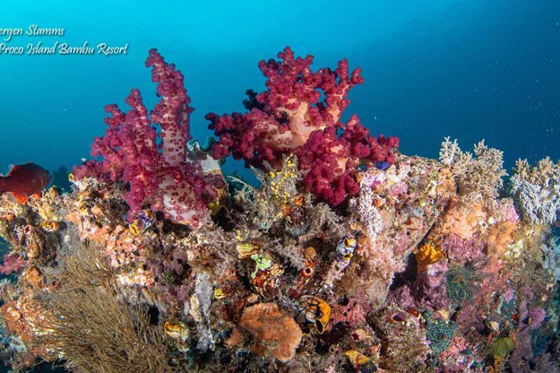 Proco Island Diving