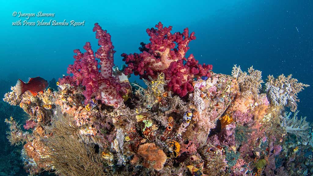 Proco Island Diving