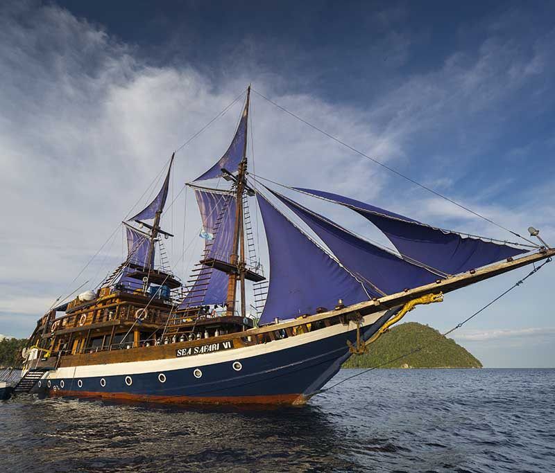 Sea Safari VI