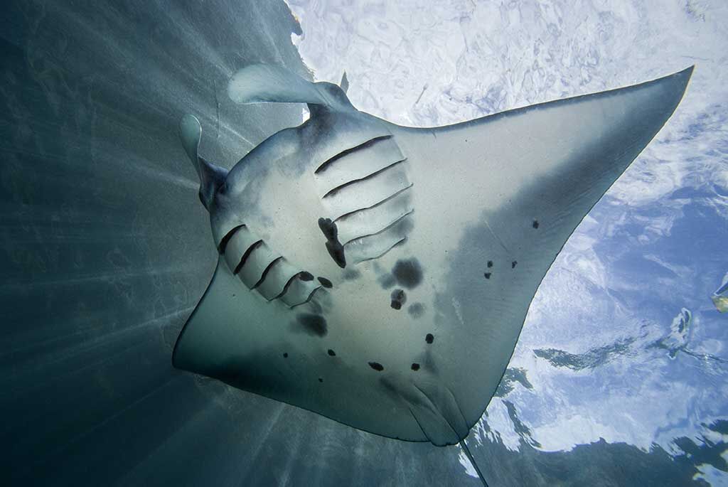 Mavi Diving