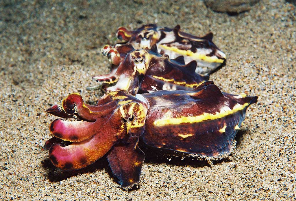 Sea Explorers - Dauin
