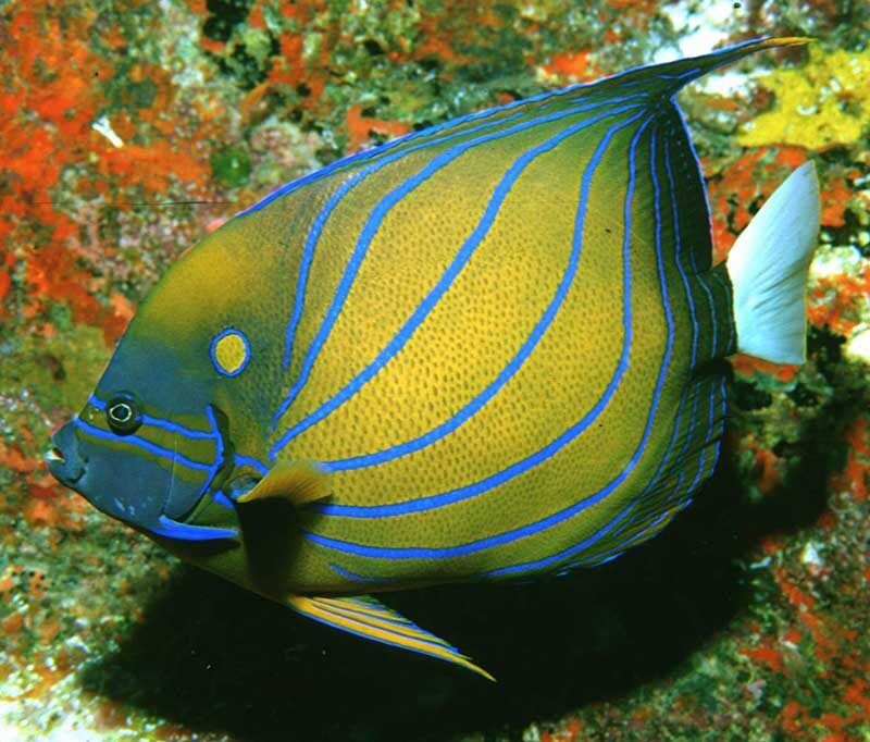 Sea Bees - Phuket