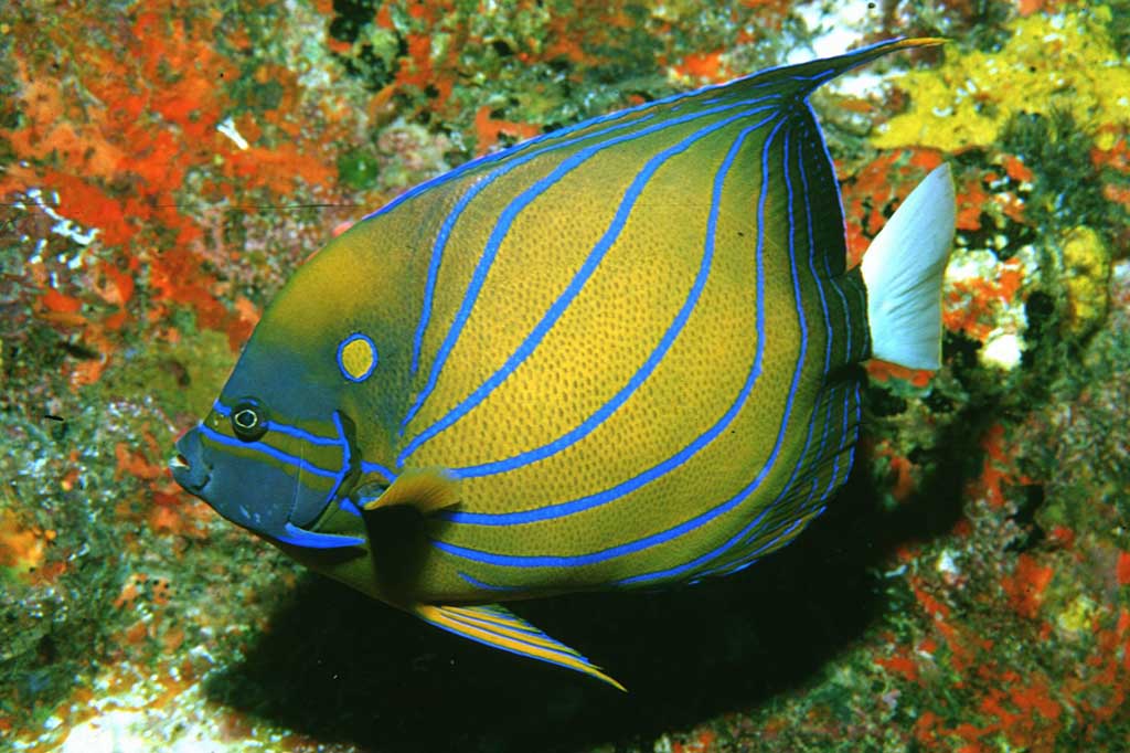 Sea Bees - Phuket