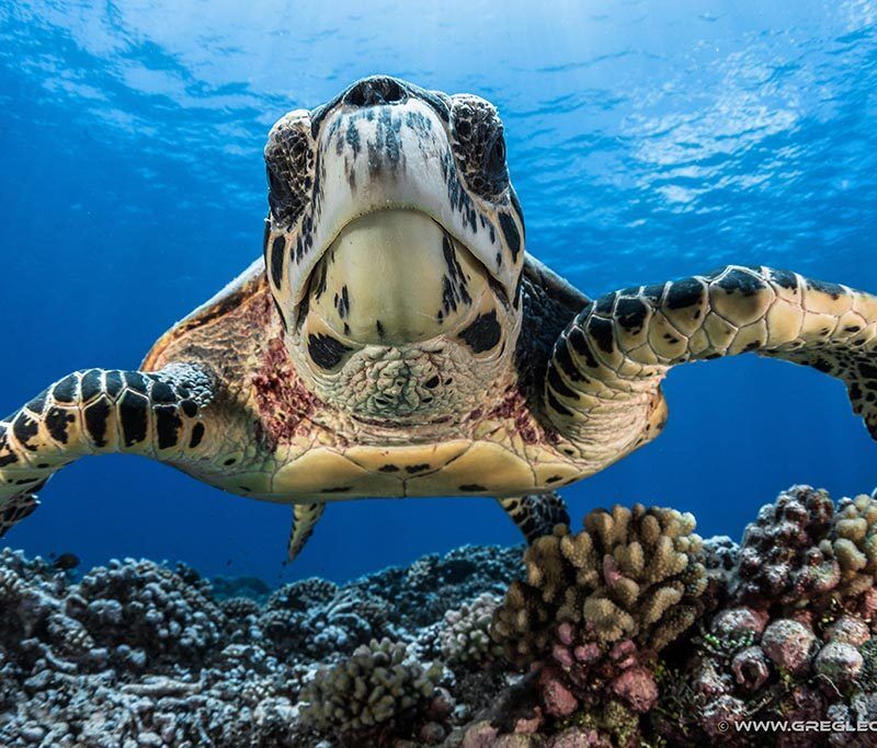 Topdive Motu Penu