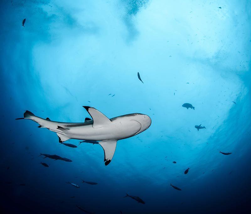 Topdive Rangiroa