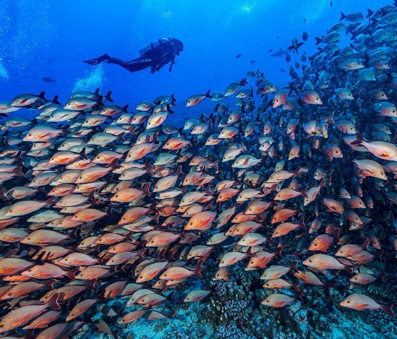 Topdive Rotoava