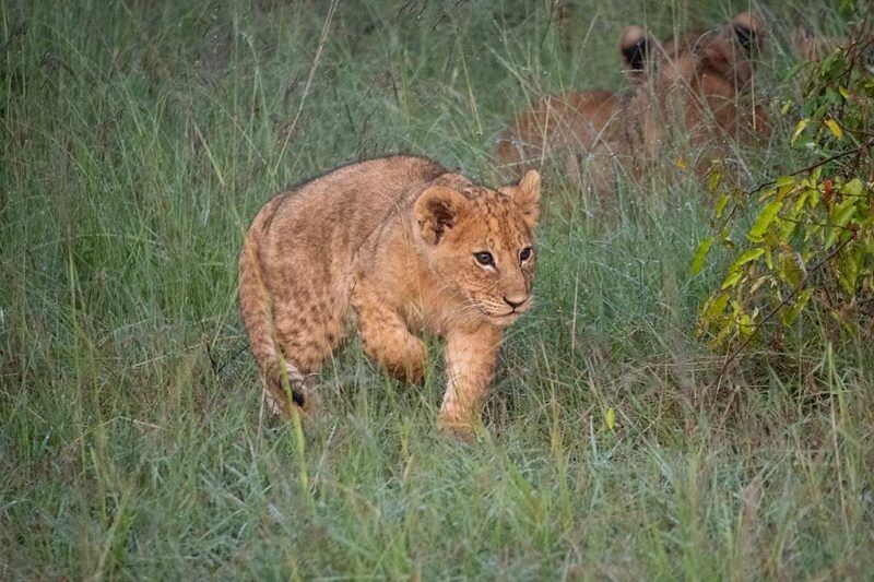Mara Bush Camp