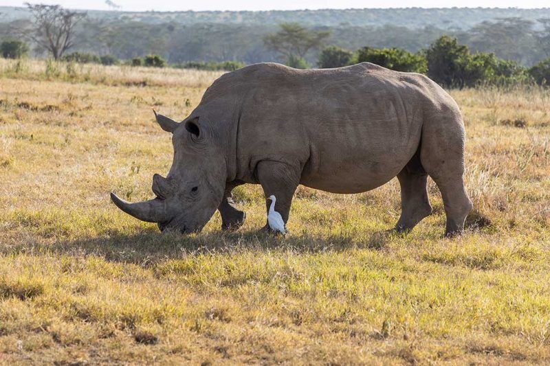 Rhino Watch Lodge