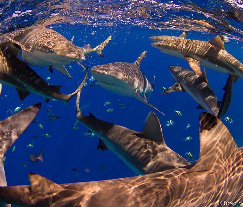 Yap Divers