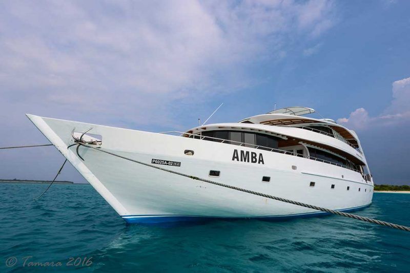 Amba