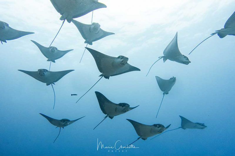 Bora Dive Center - (by Eleuthera)