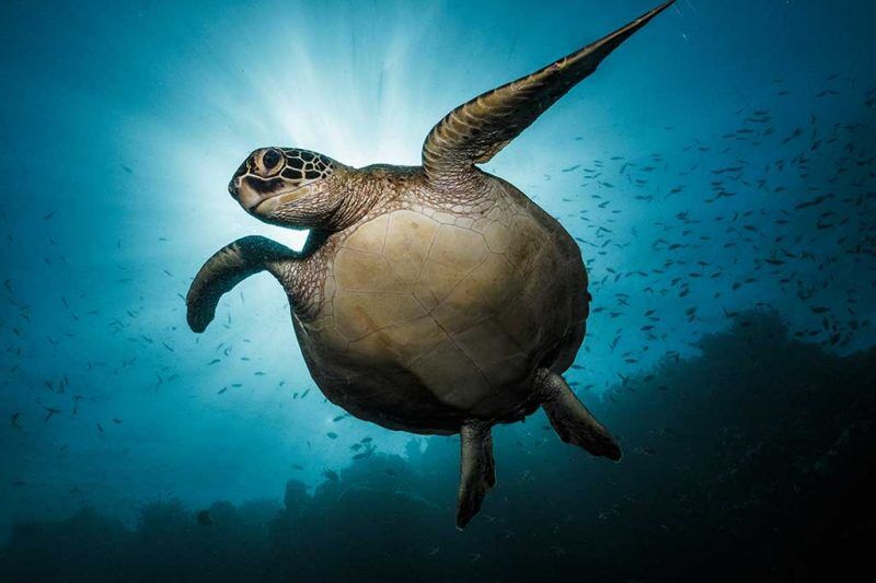 Cebu Fun Divers