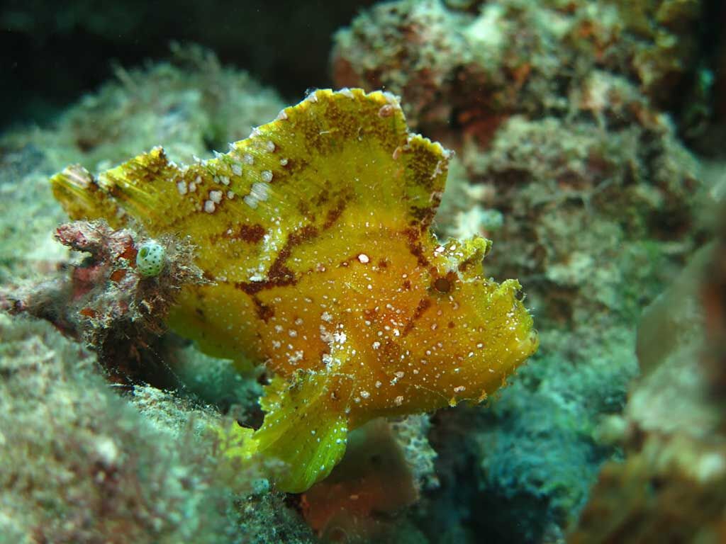 Dive Spot Asia