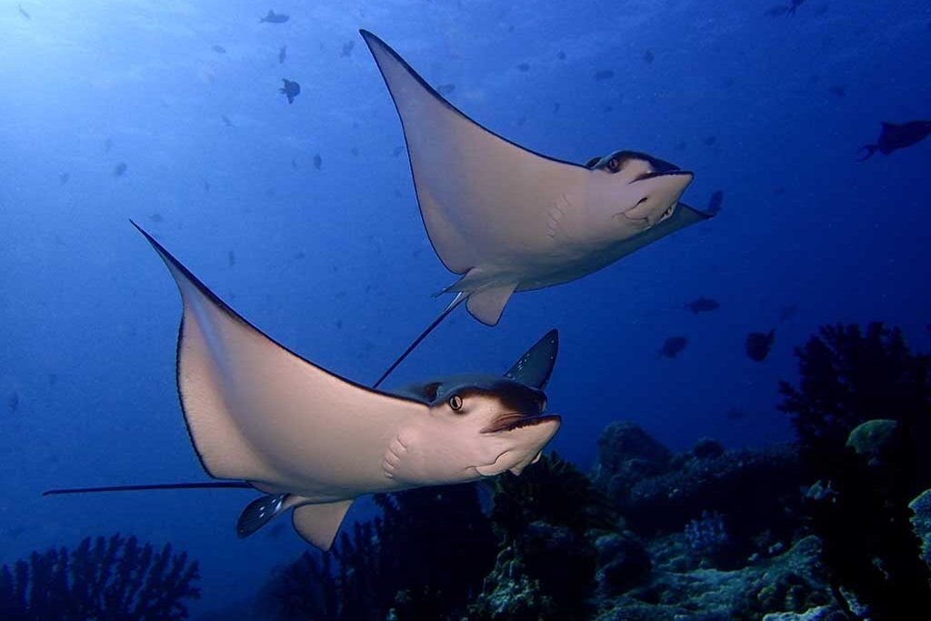 Euro Divers Eriyadu