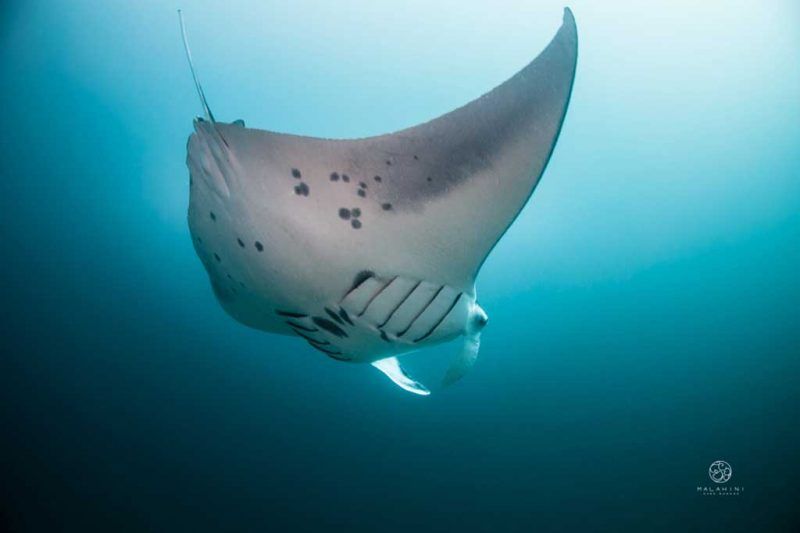 Marine Hub