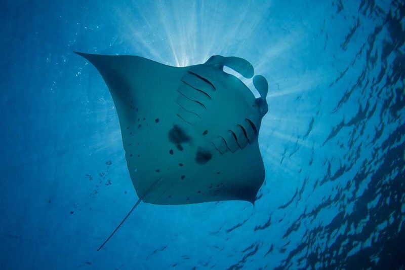 Prodivers Lily Beach