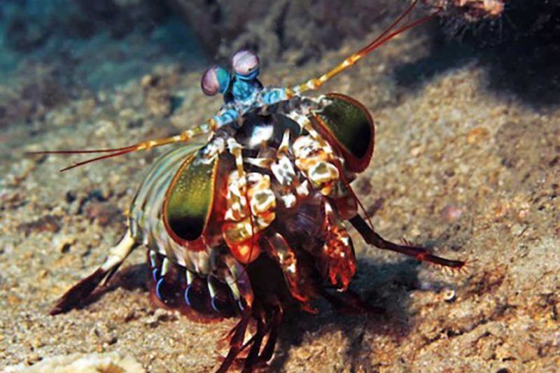Sipaway Divers