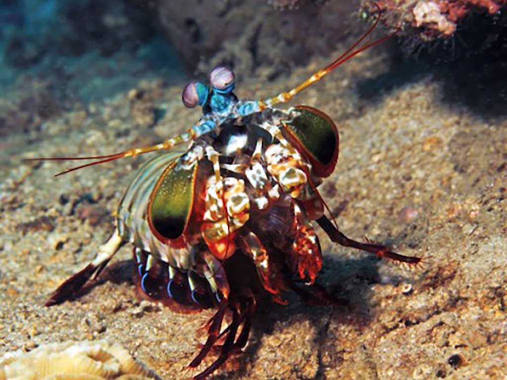 Sipaway Divers