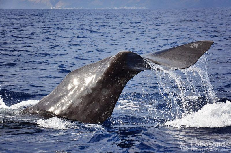 Delfin- und Walbeobachtung Madeira