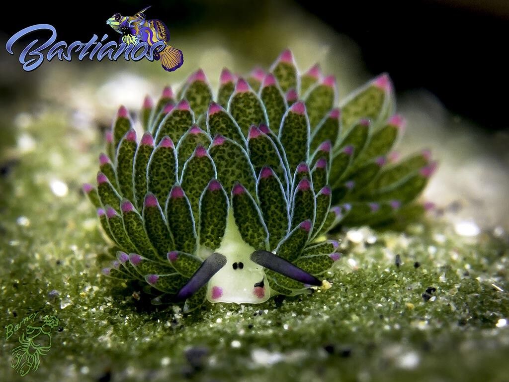 Bastianos Tauchbasis Lembeh