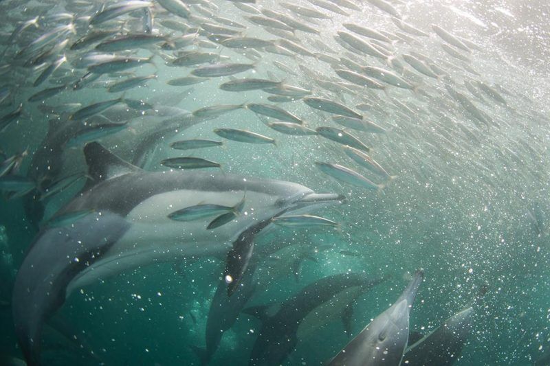 Sardine Run mit Blue Ocean Dive Center