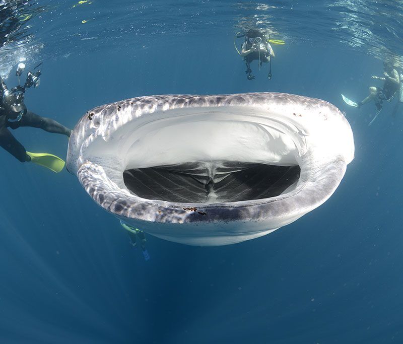 Big Blue Divers