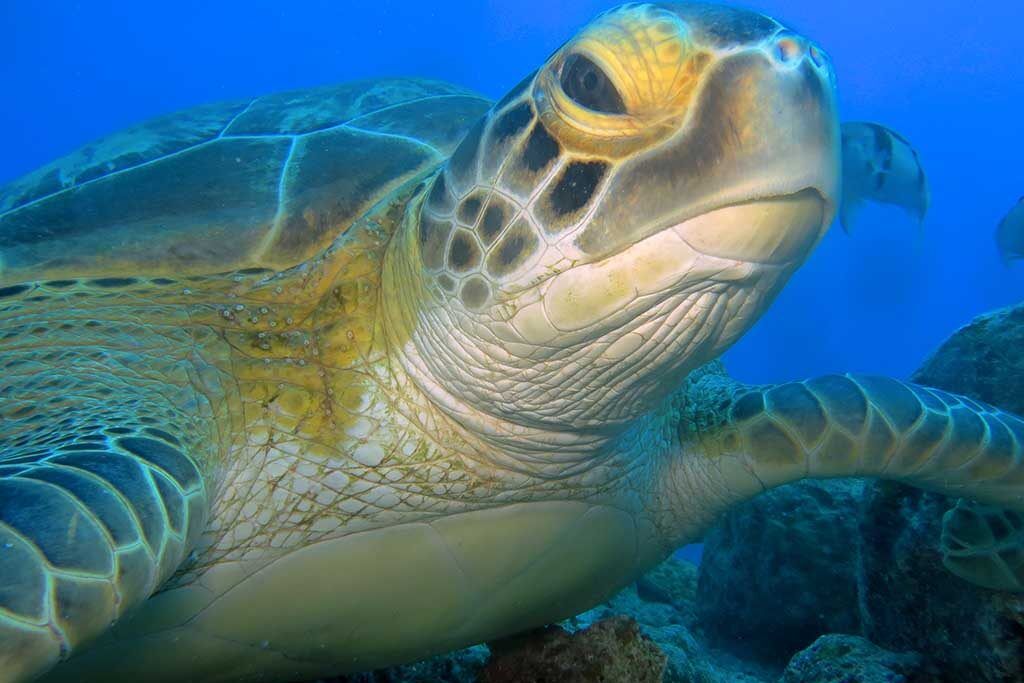Diving World Mauritius