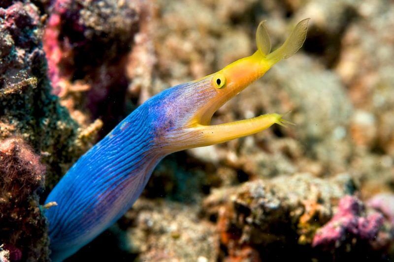 Taveuni Dive
