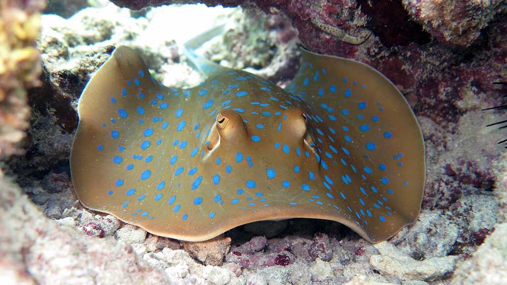 Diving Bira