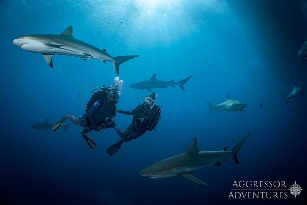 Bahamas Aggressor II